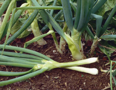 Heirloom Onion Varieties Image